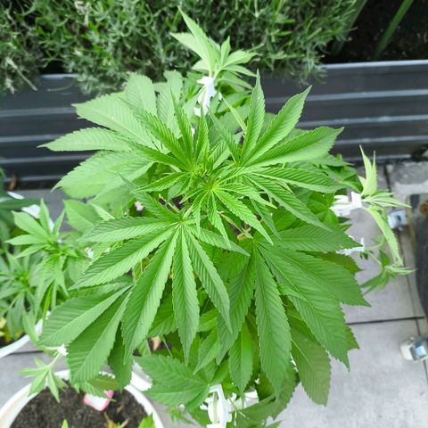 Candy Kush Express growlog timeline photo