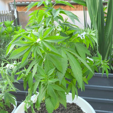 Candy Kush Express growlog timeline photo