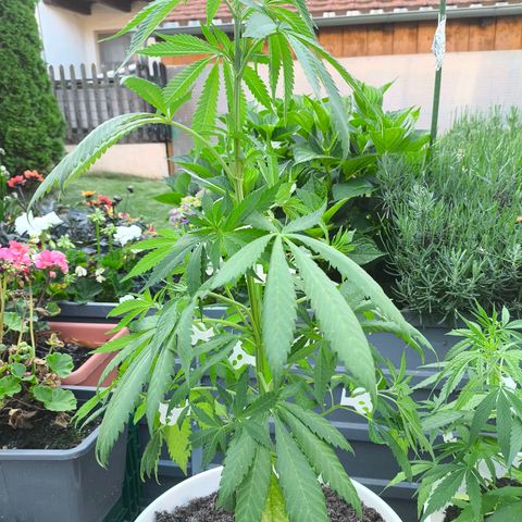 Special Queen #1 growlog timeline photo
