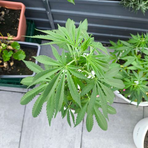 Special Queen #1 growlog timeline photo