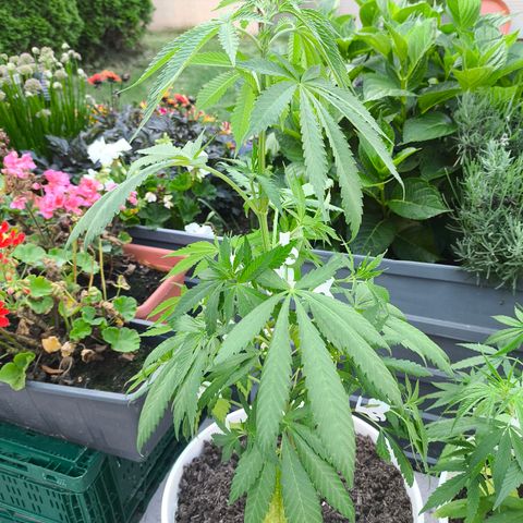 Special Queen #1 growlog timeline photo