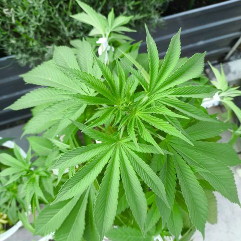 Candy Kush Express growlog timeline photo