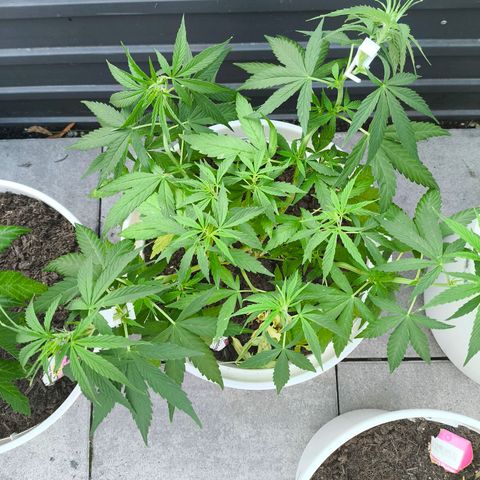 Purple Queen growlog timeline photo