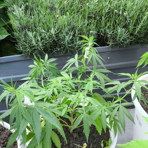 Purple Queen growlog timeline photo