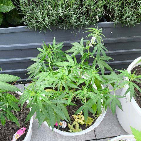 Purple Queen growlog timeline photo