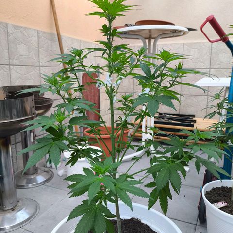 Candy Kush Express growlog timeline photo