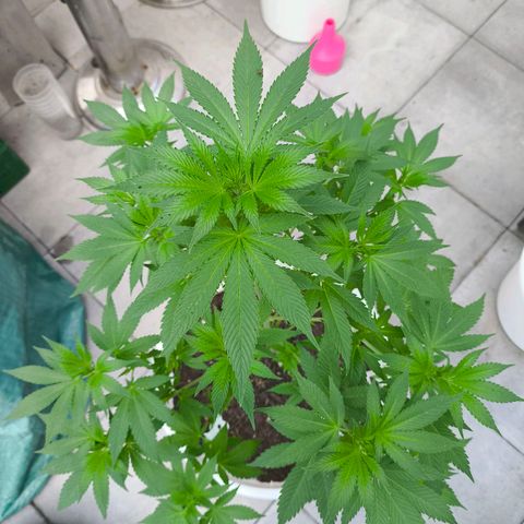 Candy Kush Express growlog timeline photo