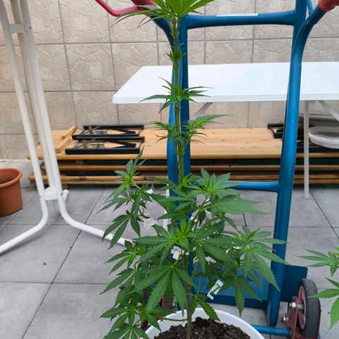 Special Queen #1 growlog timeline photo