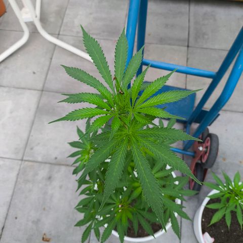 Special Queen #1 growlog timeline photo
