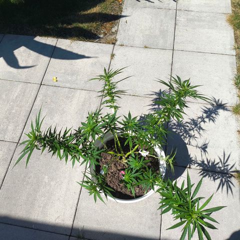 Purple Queen growlog photo: Extreme stretch 