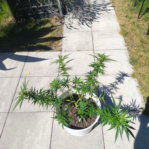 Purple Queen growlog photo: Extreme stretch 