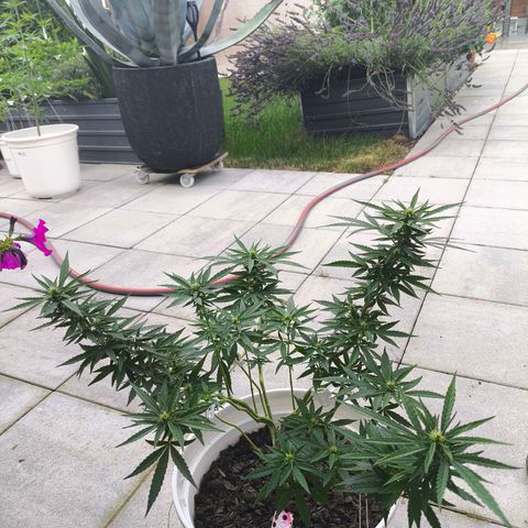 Purple Queen growlog timeline photo