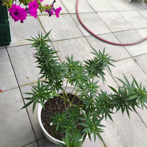 Purple Queen growlog timeline photo