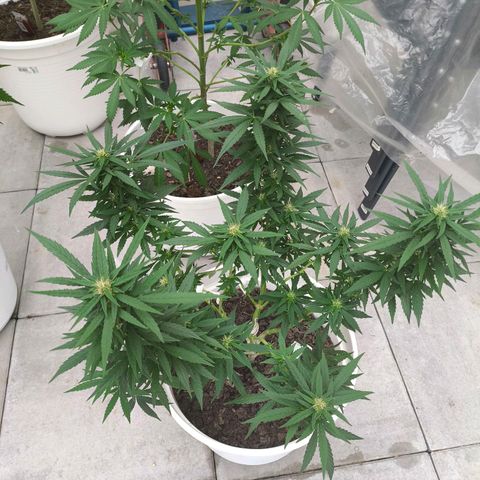Purple Queen growlog timeline photo