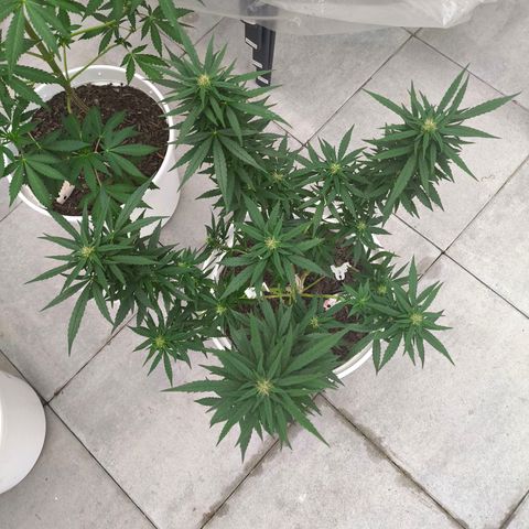Purple Queen growlog timeline photo