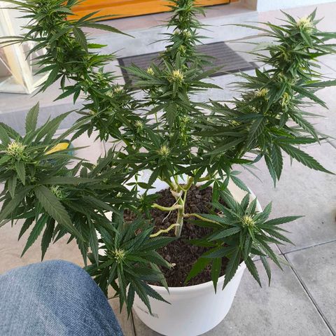 Purple Queen growlog timeline photo