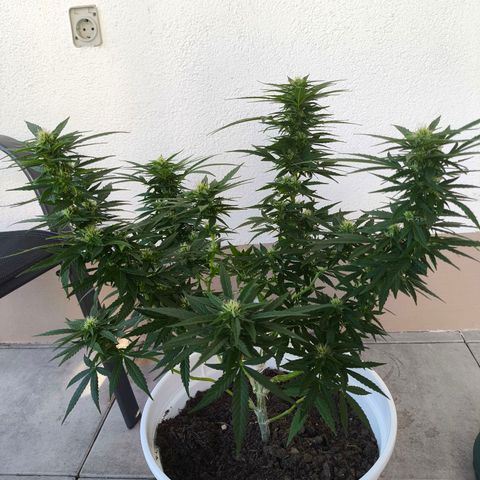 Purple Queen growlog timeline photo