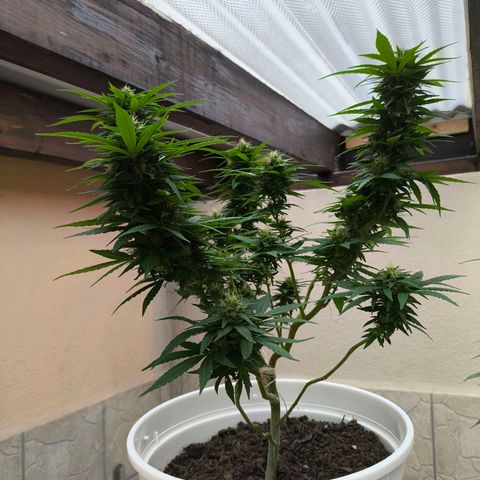 Purple Queen growlog timeline photo