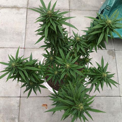 Purple Queen growlog timeline photo