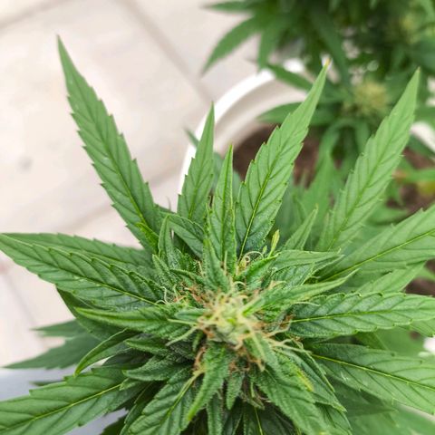 Purple Queen growlog timeline photo