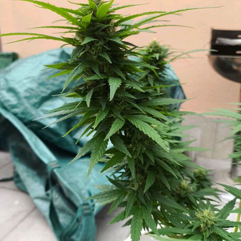Purple Queen growlog timeline photo