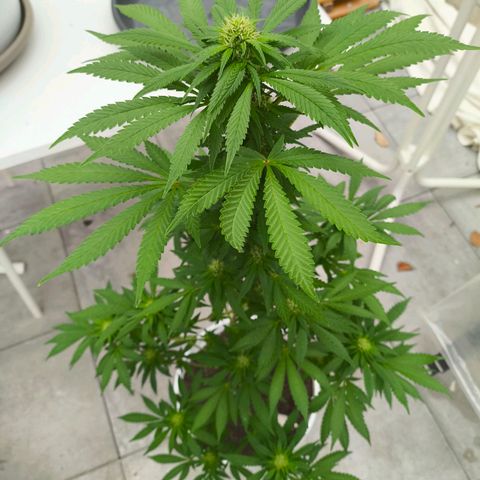 Special Queen #1 growlog timeline photo