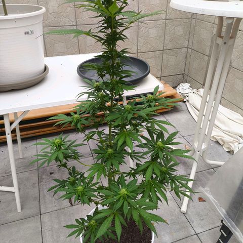 Special Queen #1 growlog timeline photo