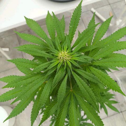 Special Queen #1 growlog timeline photo