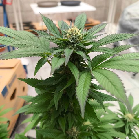 Candy Kush Express growlog timeline photo