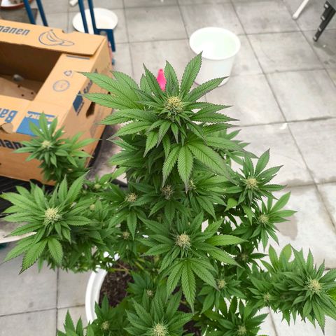 Candy Kush Express growlog timeline photo