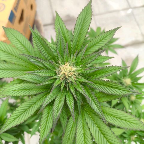 Candy Kush Express growlog timeline photo