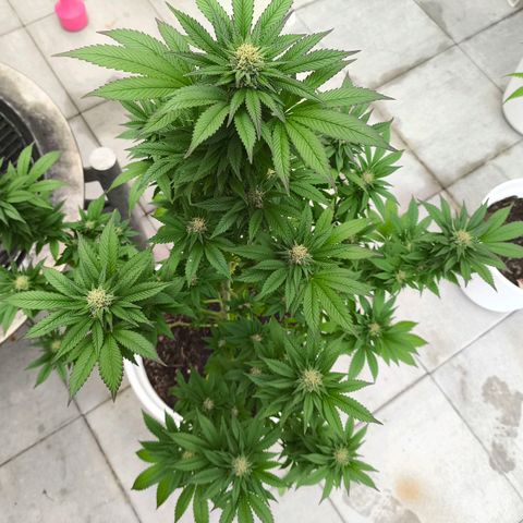 Candy Kush Express growlog timeline photo