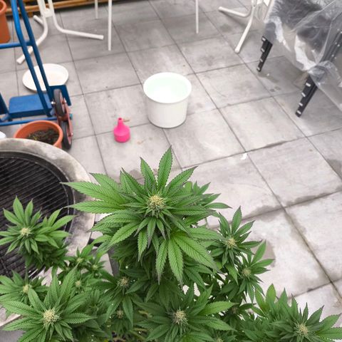 Candy Kush Express growlog timeline photo
