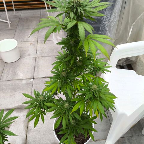 Special Queen #1 growlog timeline photo