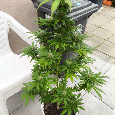 Special Queen #1 growlog timeline photo