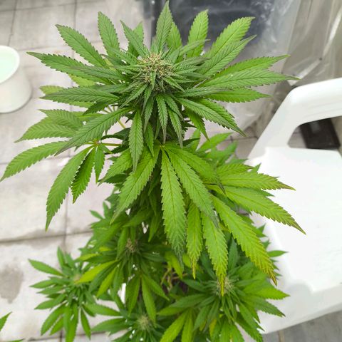 Special Queen #1 growlog timeline photo