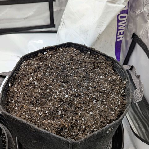 Frosted Cherry’Os growlog photo: Transplanted into 5g fabric pots filled with pre-moistened Bio-flower.