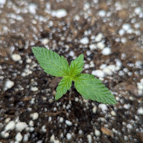 Frosted Cherry’Os growlog timeline photo