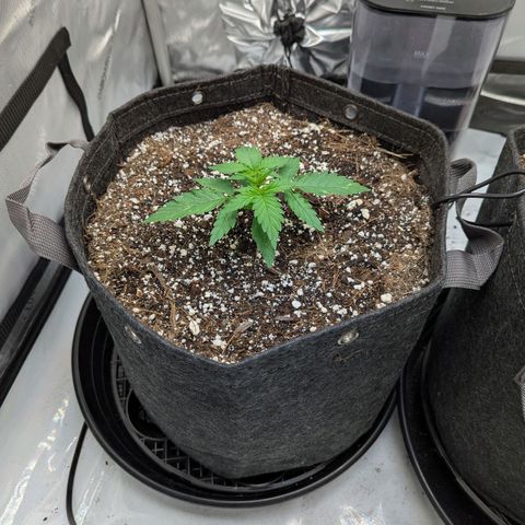 Frosted Cherry’Os growlog timeline photo