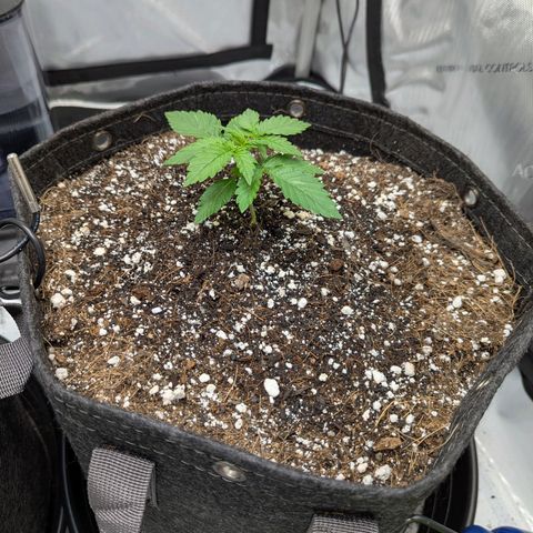Frosted Cherry’Os growlog timeline photo