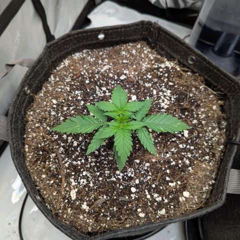 Frosted Cherry’Os growlog timeline photo