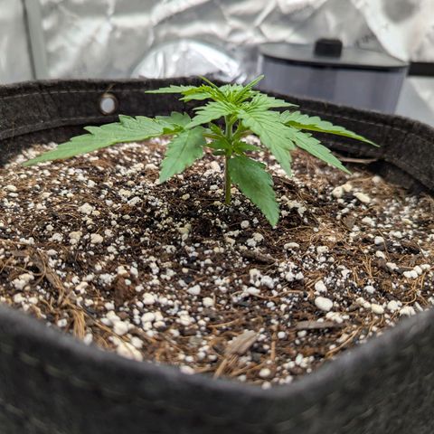 Frosted Cherry’Os growlog timeline photo