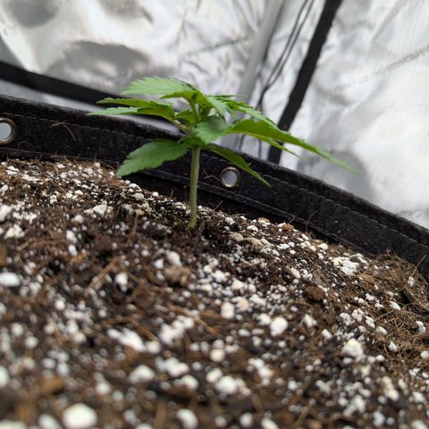 Frosted Cherry’Os growlog timeline photo