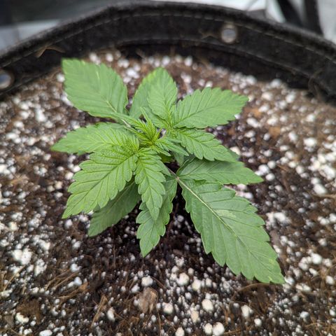Frosted Cherry’Os growlog timeline photo
