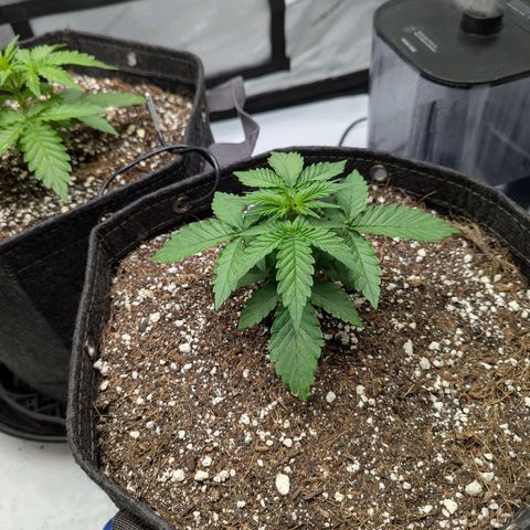 Frosted Cherry’Os growlog timeline photo