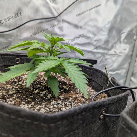 Frosted Cherry’Os growlog timeline photo