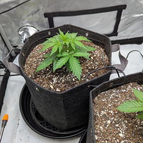 Frosted Cherry’Os growlog timeline photo