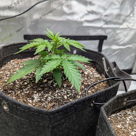 Frosted Cherry’Os growlog timeline photo