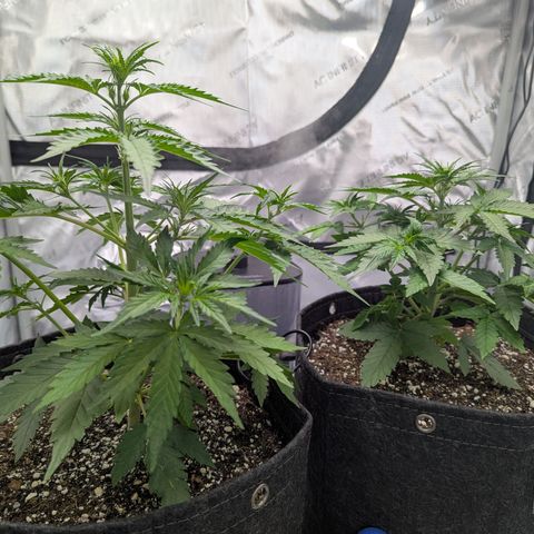 Frosted Cherry’Os growlog timeline photo