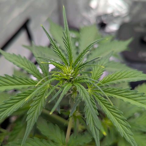 Frosted Cherry’Os growlog timeline photo